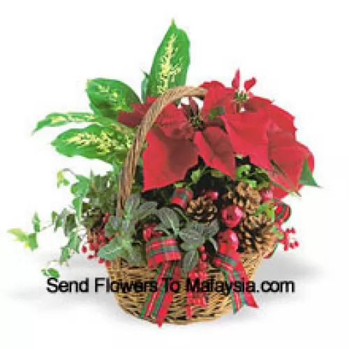 This long-lasting holiday planter features an assortment of hearty indoor green plants combined with a festive mini poinsettia and trimmed with pine cones and accents. (Please Note That We Reserve The Right To Substitute Any Product With A Suitable Product Of Equal Value In Case Of Non-Availability Of A Certain Product)